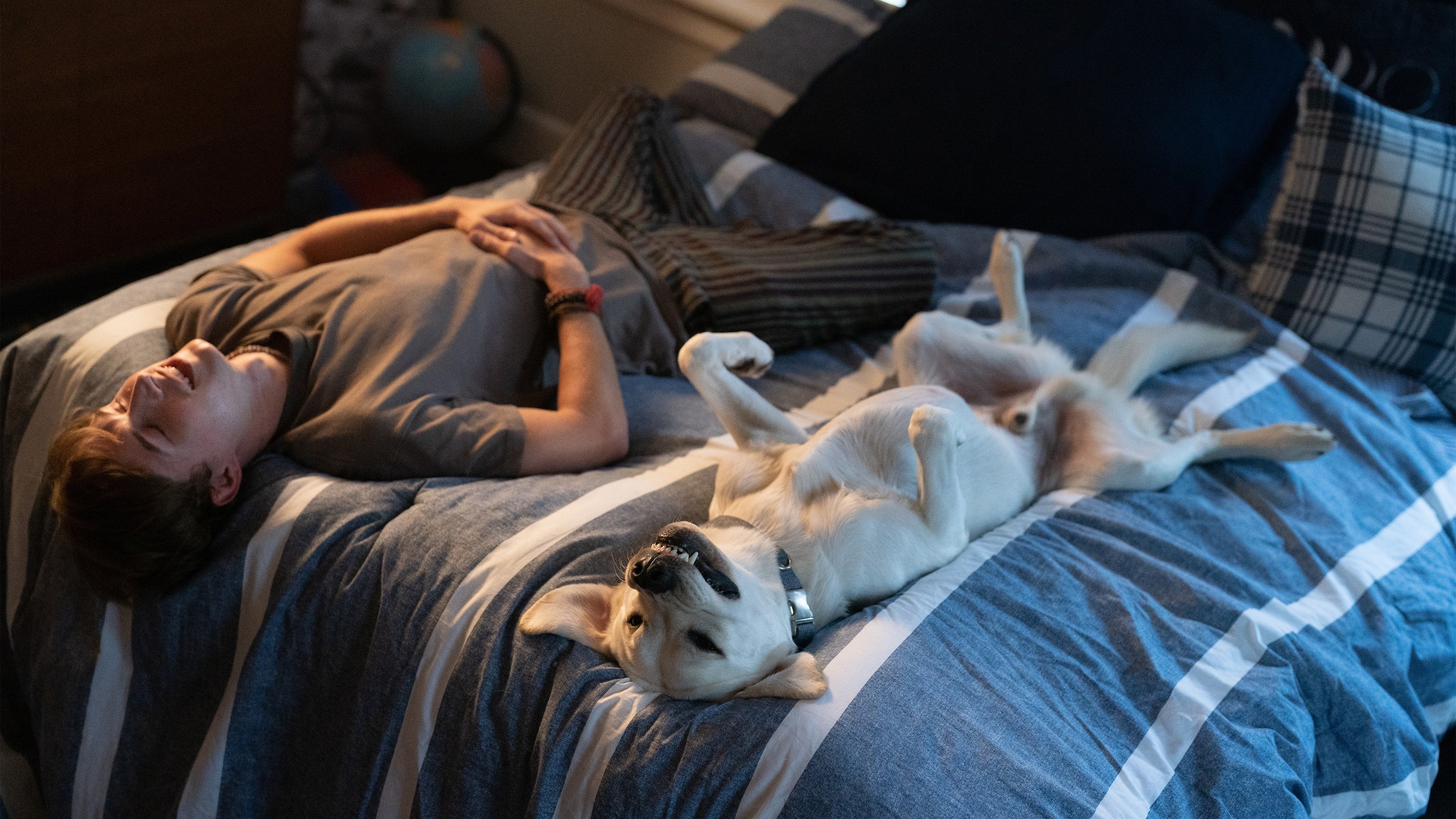 Chú Chó Mất Tích