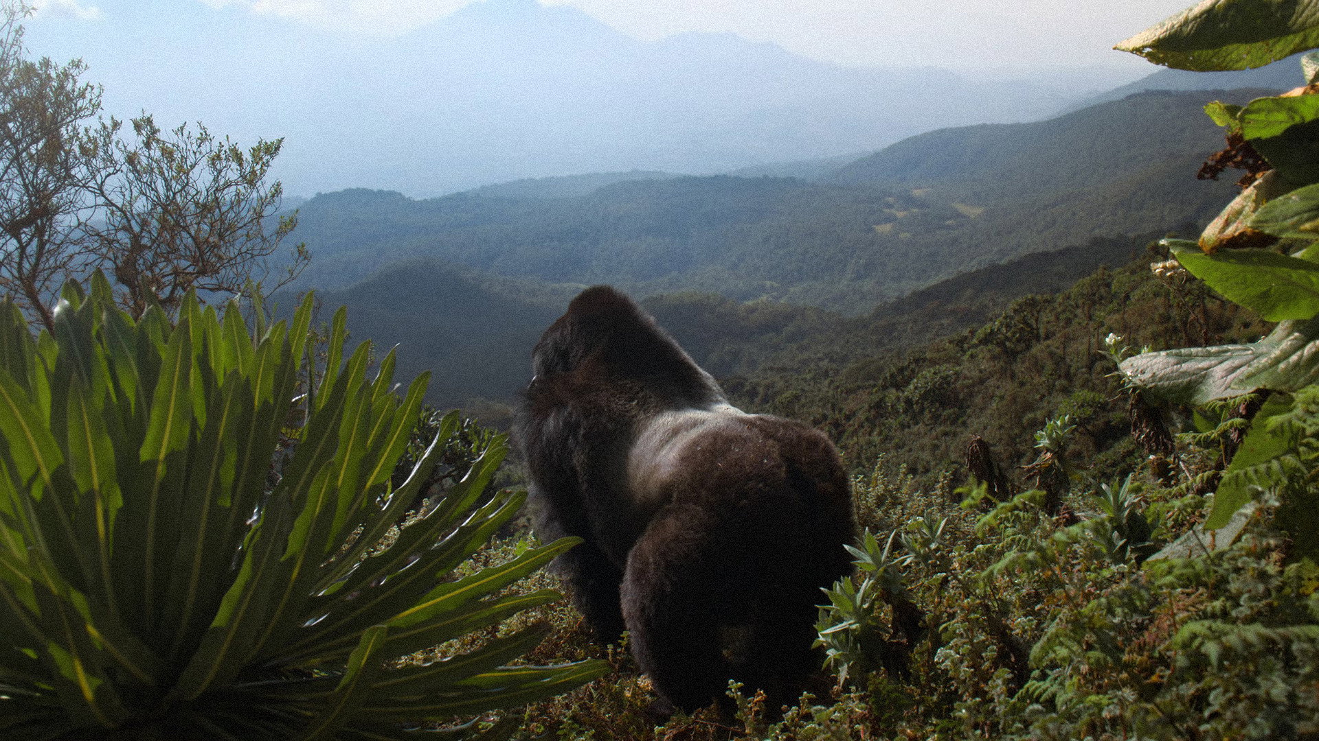 Câu Chuyện Khỉ Đột: Qua Lời Kể Của David Attenborough